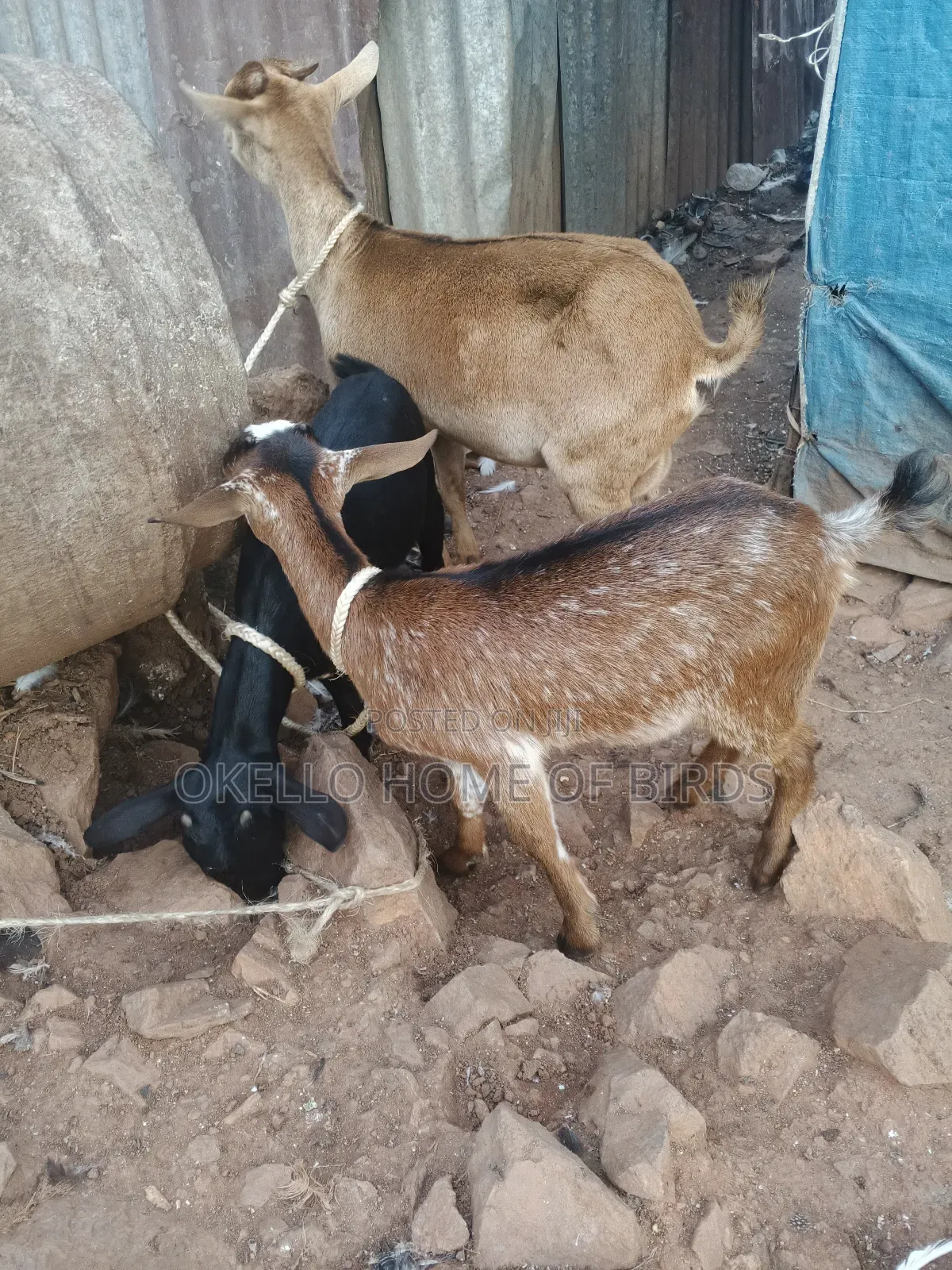 Goats for Sell