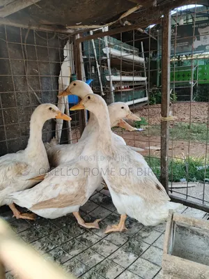 4 Pekin Ducks for Sell