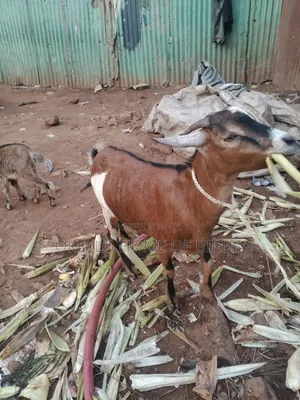 Goats for Sell