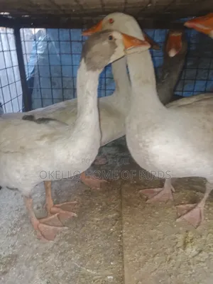 Geese for Sell