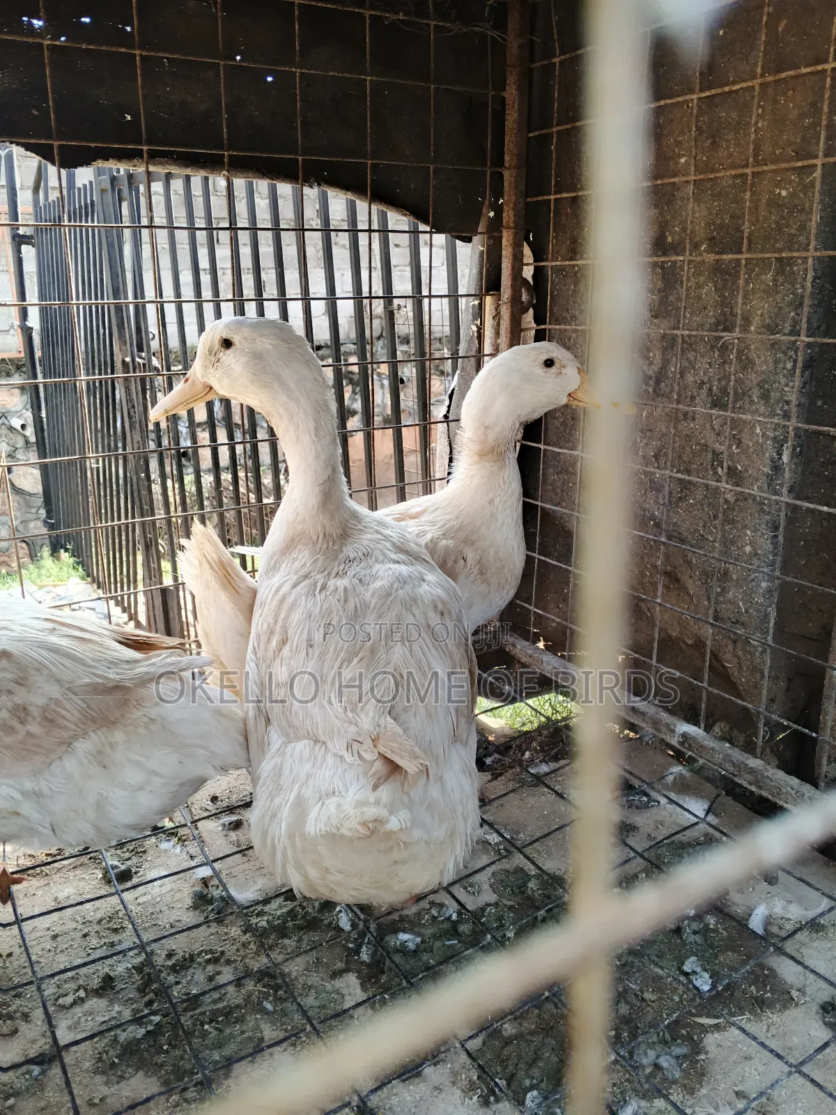 American Pekin Ducks for Sell