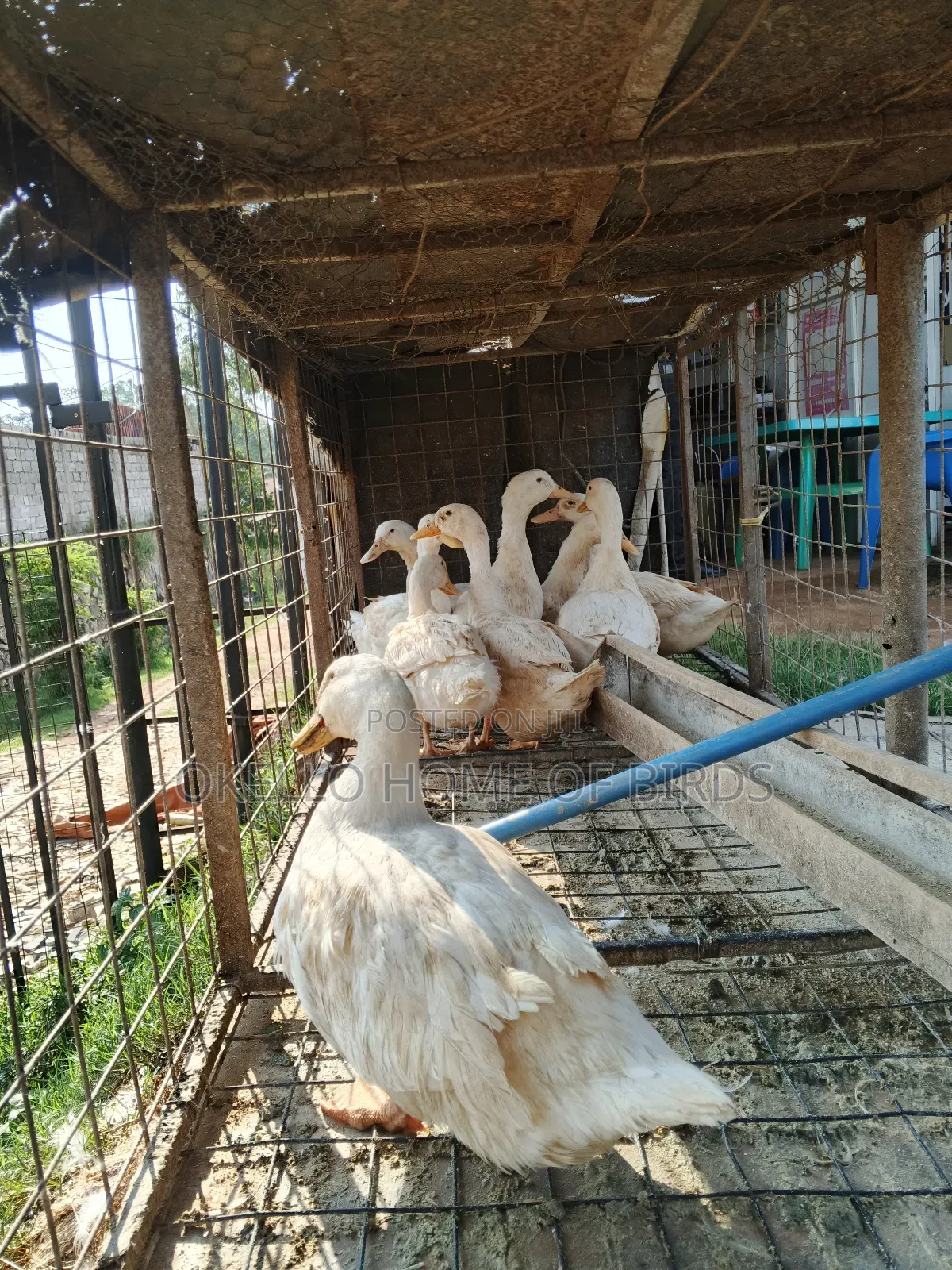 10 Jumbo Pekin Ducks for Sell