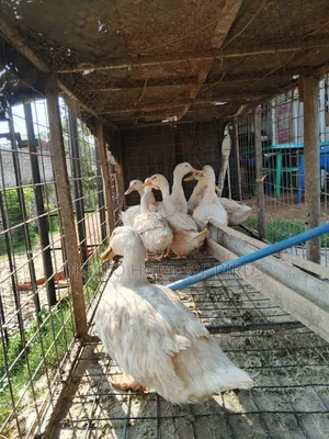 10 Jumbo Pekin Ducks for Sell