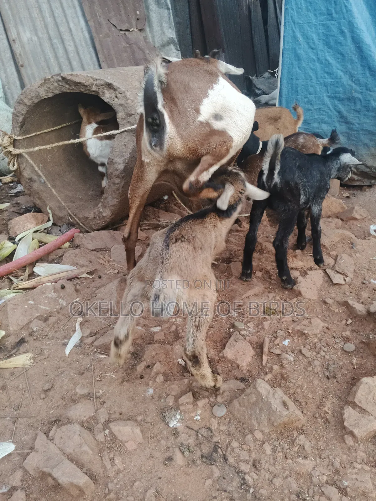 Goats for Sell