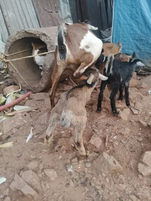 Goats for Sell