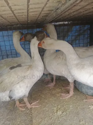 Geese for Sell