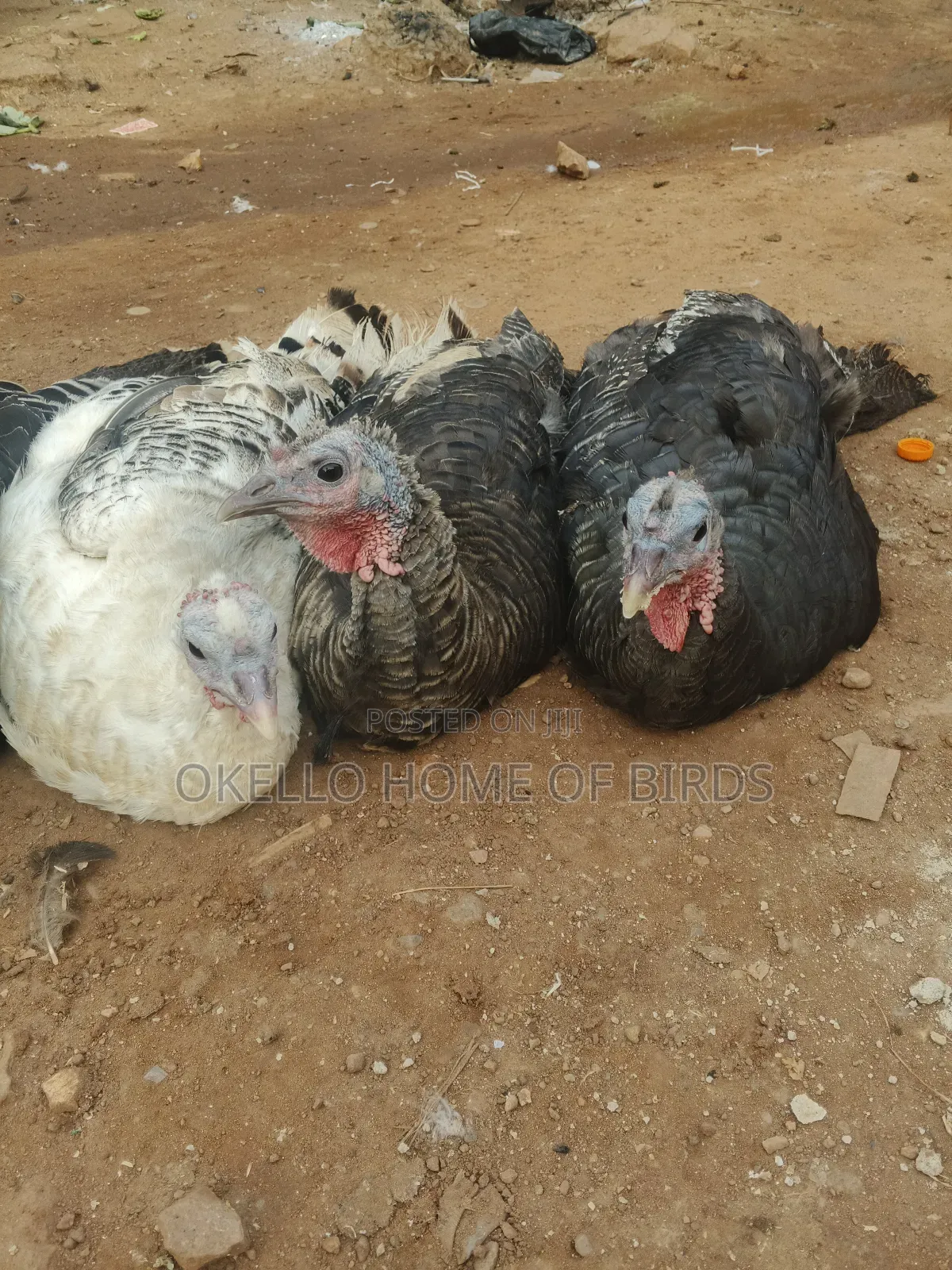 Laying Female Turkeys for Sell