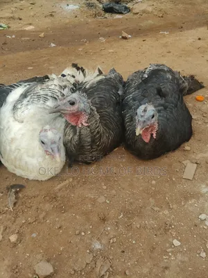 Laying Female Turkeys for Sell