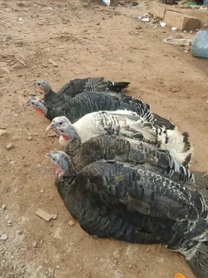 Mature Female Turkeys for Sell