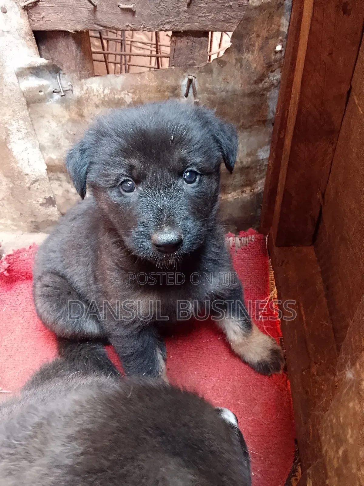 1-3 months Female Purebred German Shepherd