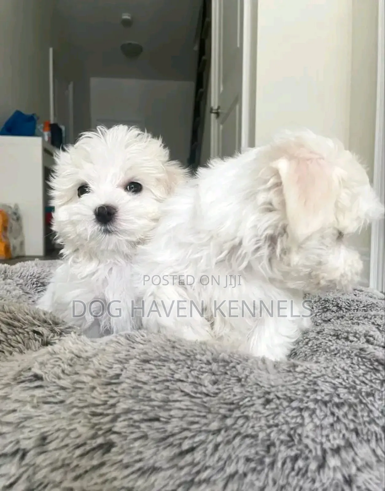1-3 months Female Purebred Maltese