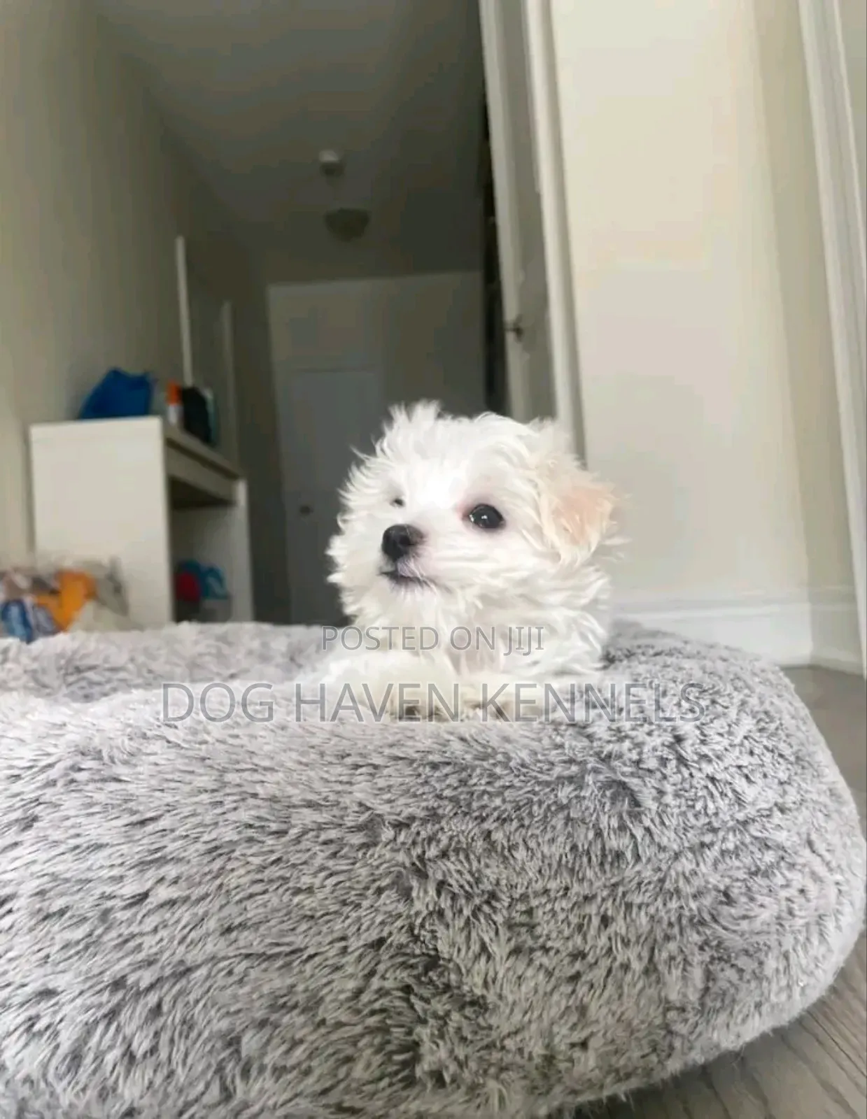 1-3 months Female Purebred Maltese