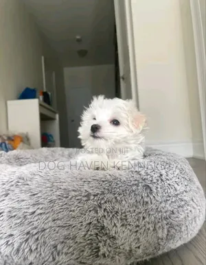 1-3 months Female Purebred Maltese
