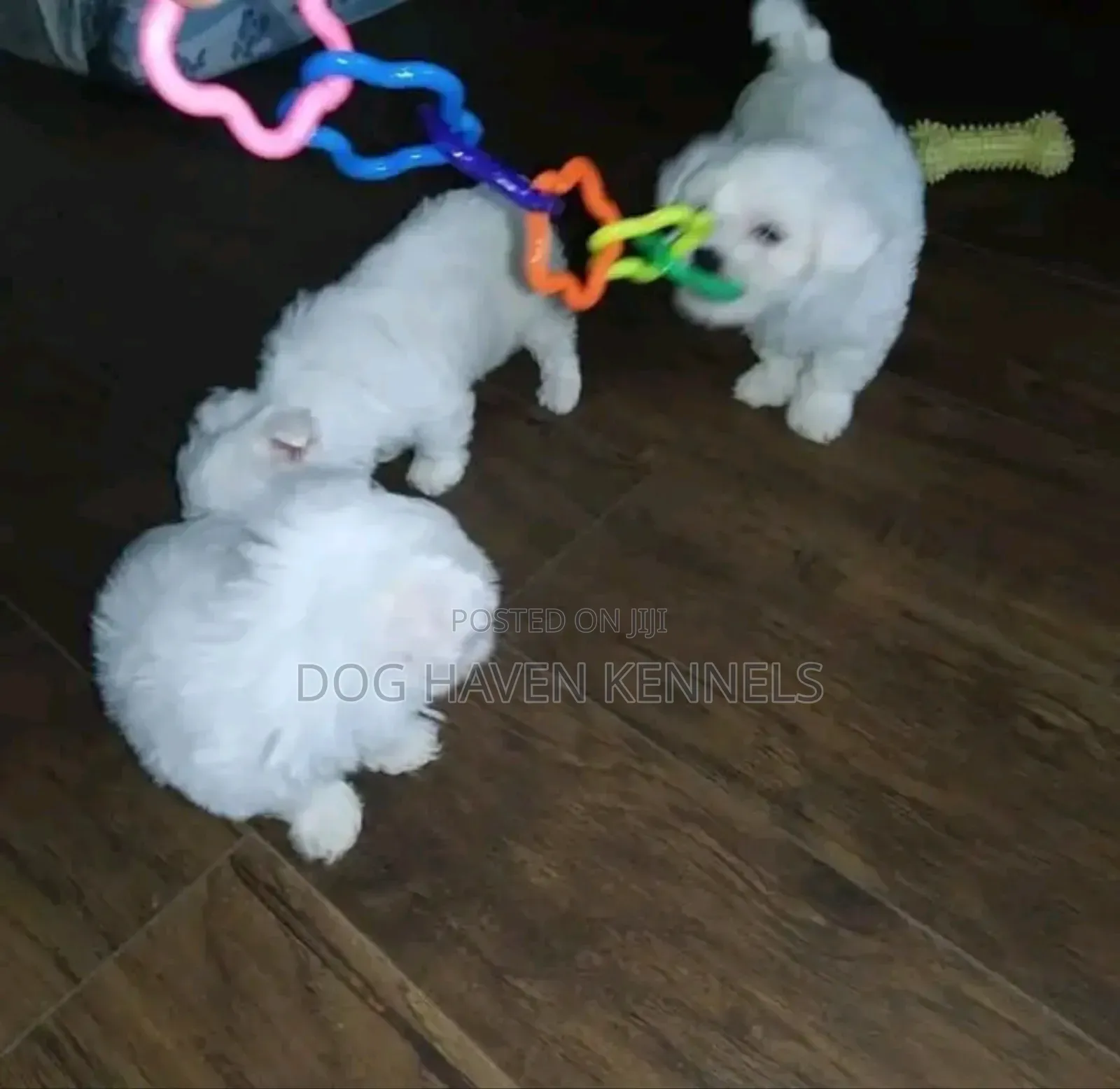 1-3 months Male Purebred Maltese