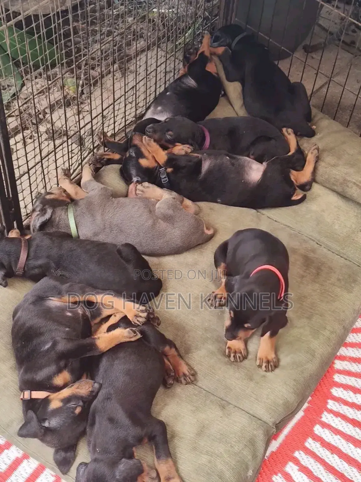 3-6 months Female Purebred Doberman Pinscher