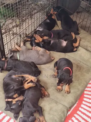 3-6 months Female Purebred Doberman Pinscher