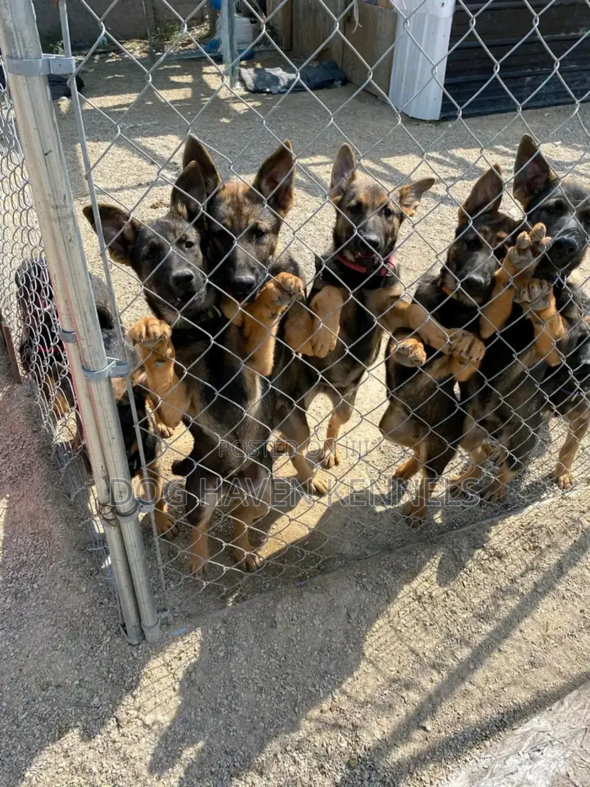 3-6 months Male Purebred German Shepherd