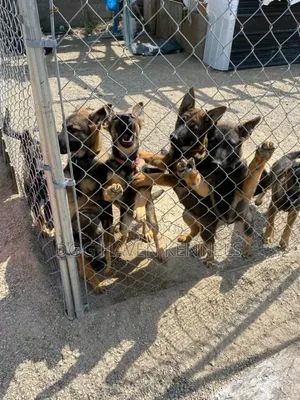 3-6 months Male Purebred German Shepherd