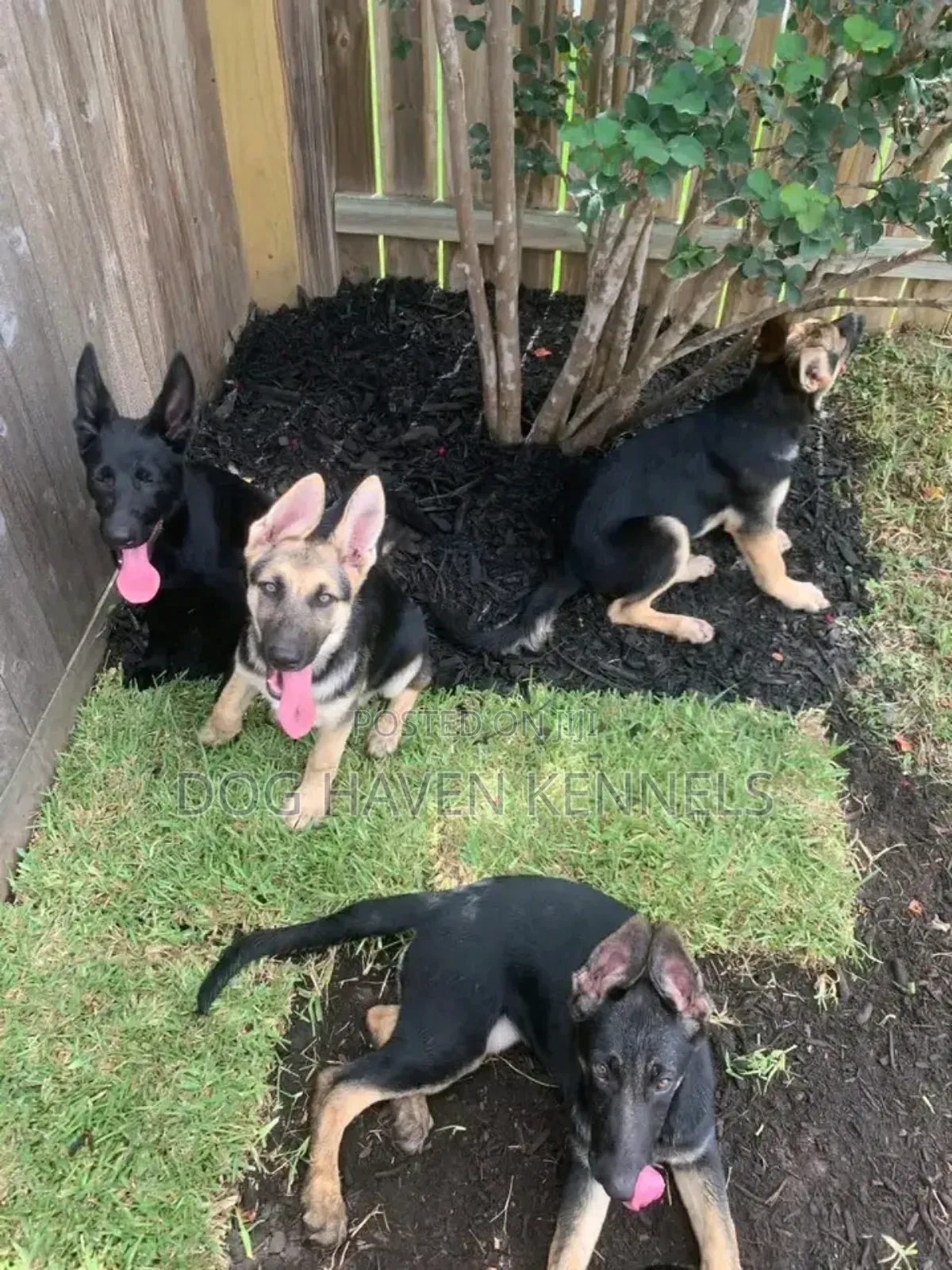 6-12 months Female Purebred German Shepherd