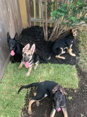 6-12 months Female Purebred German Shepherd