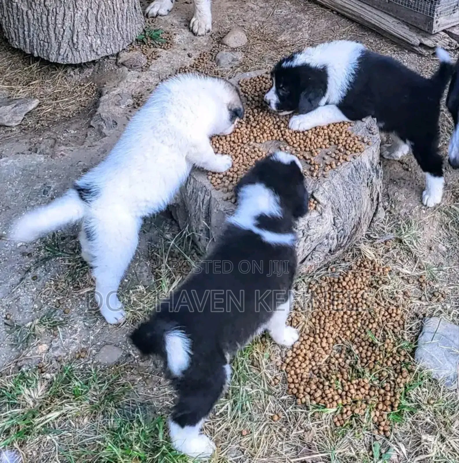 1-3 months Male Purebred Japanese Spitz