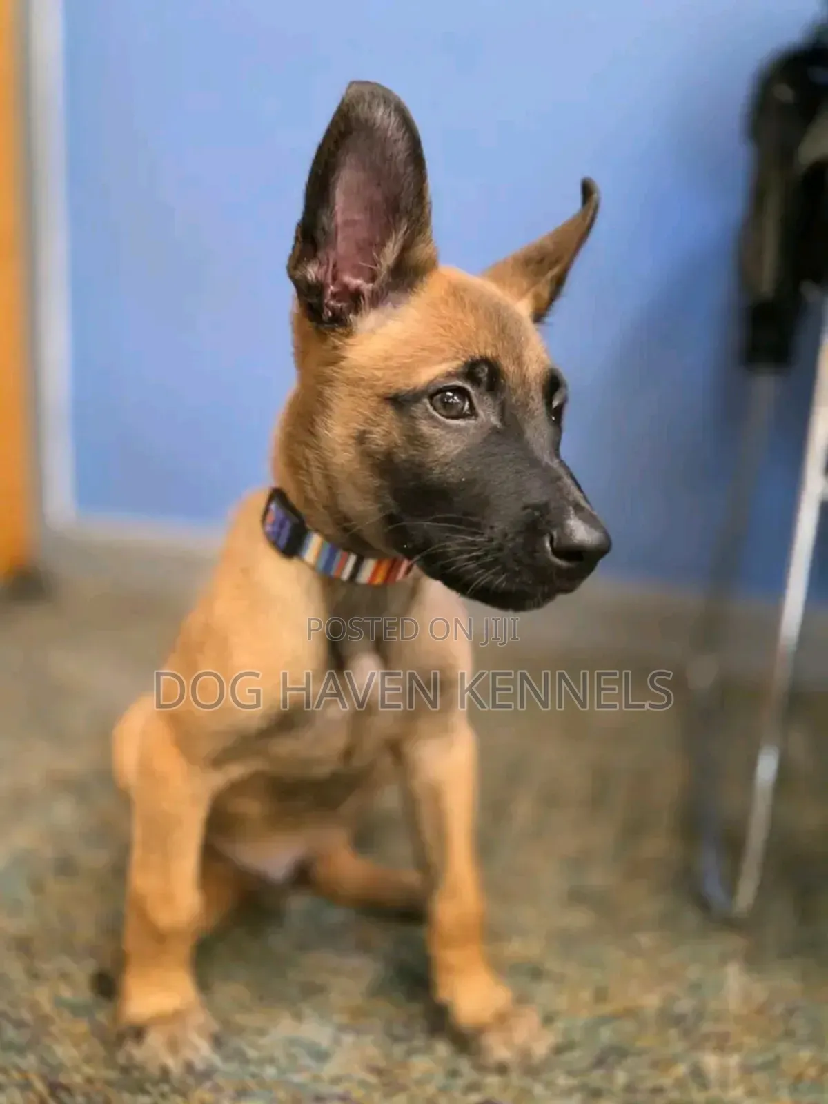 1-3 months Female Purebred Belgian Malinois