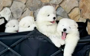 0-1 month Male Purebred Samoyed