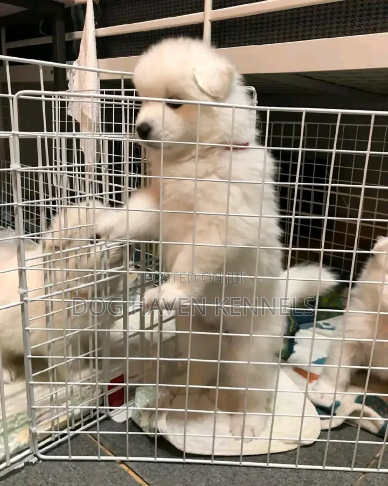1-3 months Female Purebred Samoyed