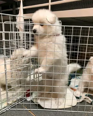 1-3 months Female Purebred Samoyed