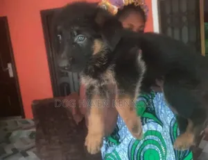 1-3 months Male Purebred German Shepherd