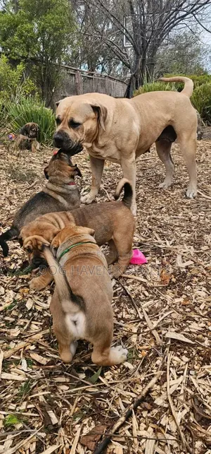 1-3 months Male Purebred Boerboel