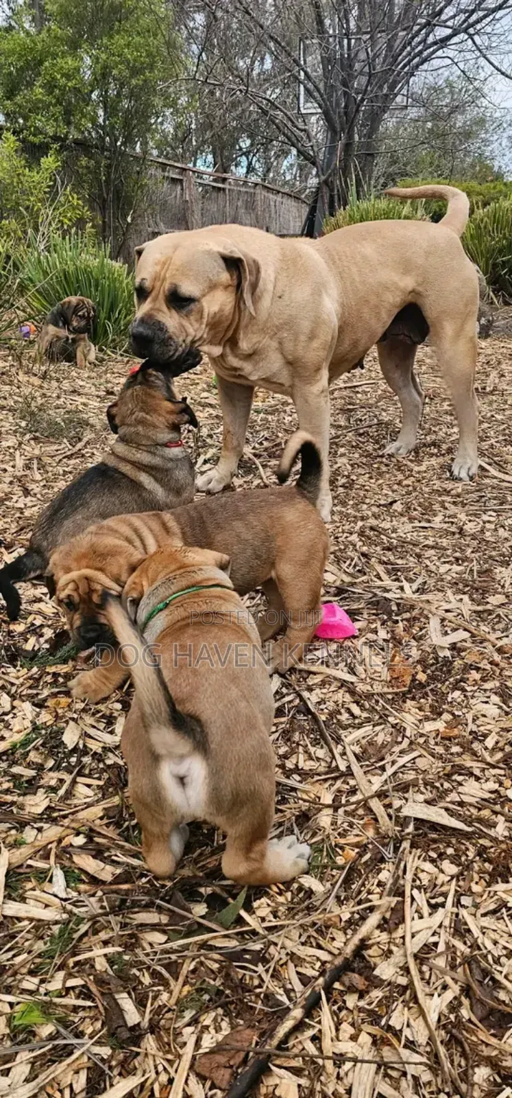 1-3 months Male Purebred Boerboel