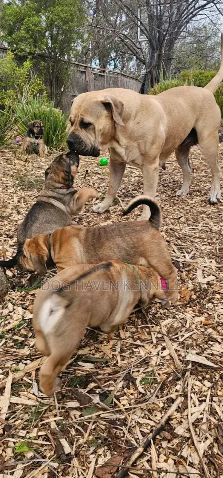 1-3 months Male Purebred Boerboel
