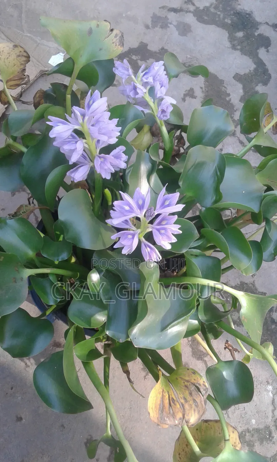 Water Plants for Indoor and Outdoor