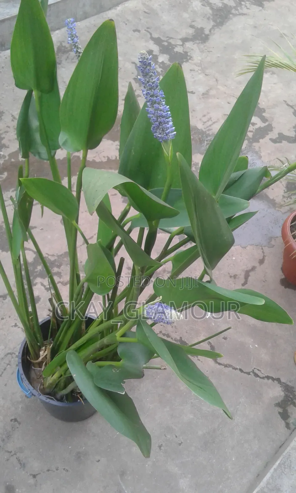 Water Plants for Indoor and Outdoor