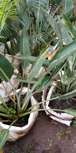 Flowers and Plants That Bring Joy One Bloom at a Time.