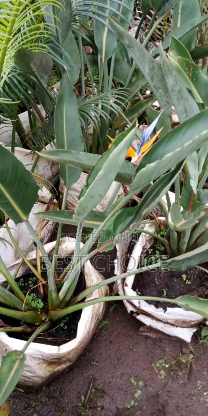 Flowers and Plants That Bring Joy One Bloom at a Time.