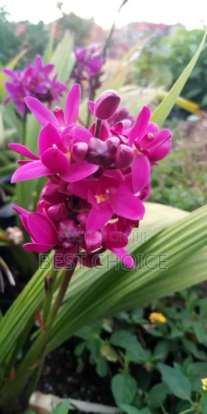 Flowers and Plants That Bring Joy One Bloom at a Time.