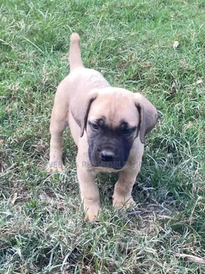 3-6 months Male Purebred Boerboel