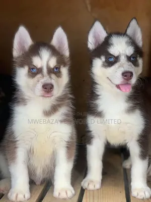 6-12 months Female Purebred Alaskan Malamute