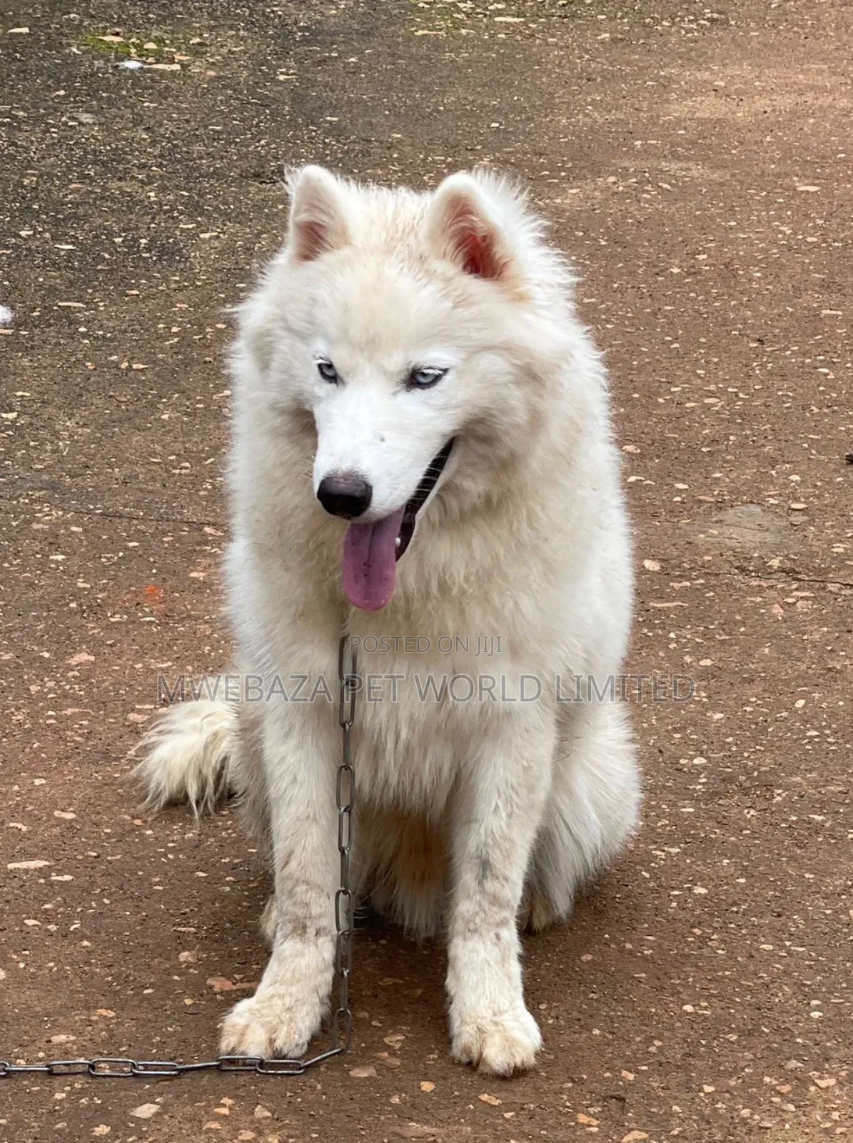 1+ year Male Purebred Alaskan Malamute