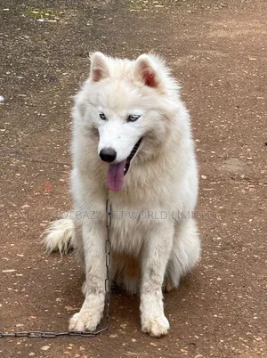 1+ year Male Purebred Alaskan Malamute