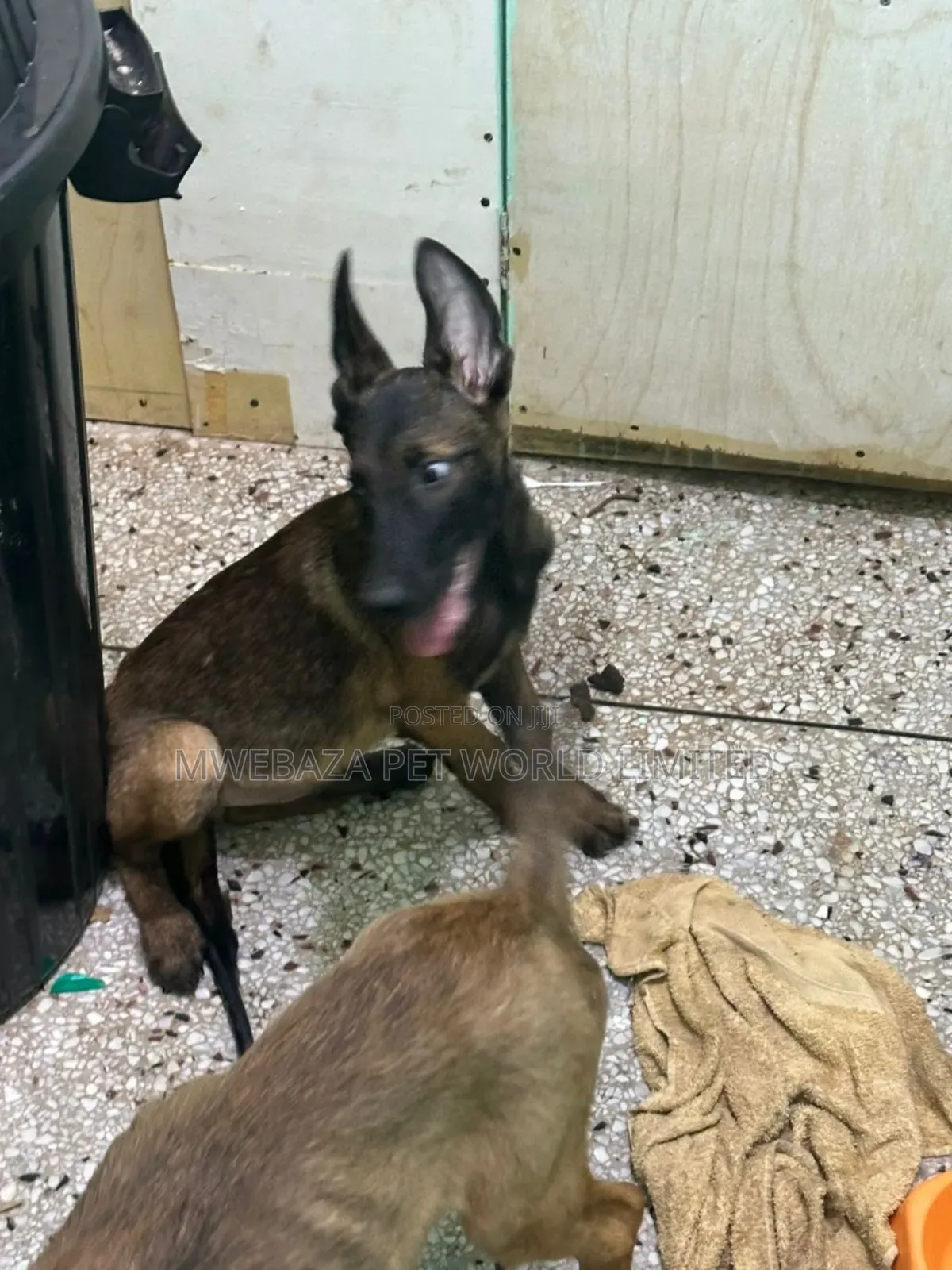 6-12 months Male Purebred Dutch Shepherd