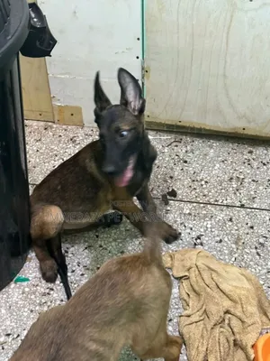 6-12 months Male Purebred Dutch Shepherd