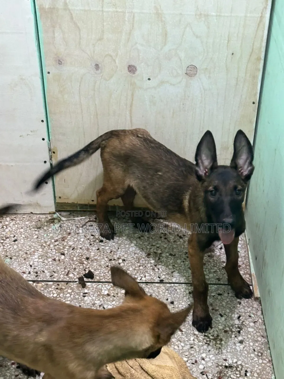 6-12 months Male Purebred Dutch Shepherd