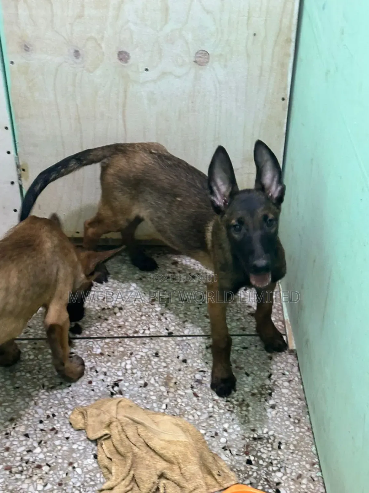 6-12 months Male Purebred Dutch Shepherd