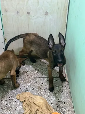 6-12 months Male Purebred Dutch Shepherd