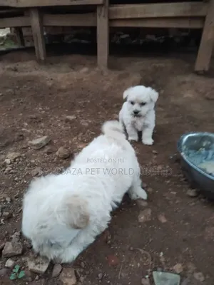 3-6 months Male Purebred Maltese Shih Tzu