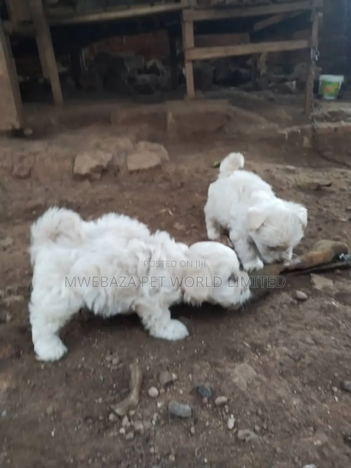 3-6 months Male Purebred Maltese Shih Tzu