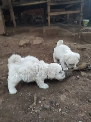 3-6 months Male Purebred Maltese Shih Tzu